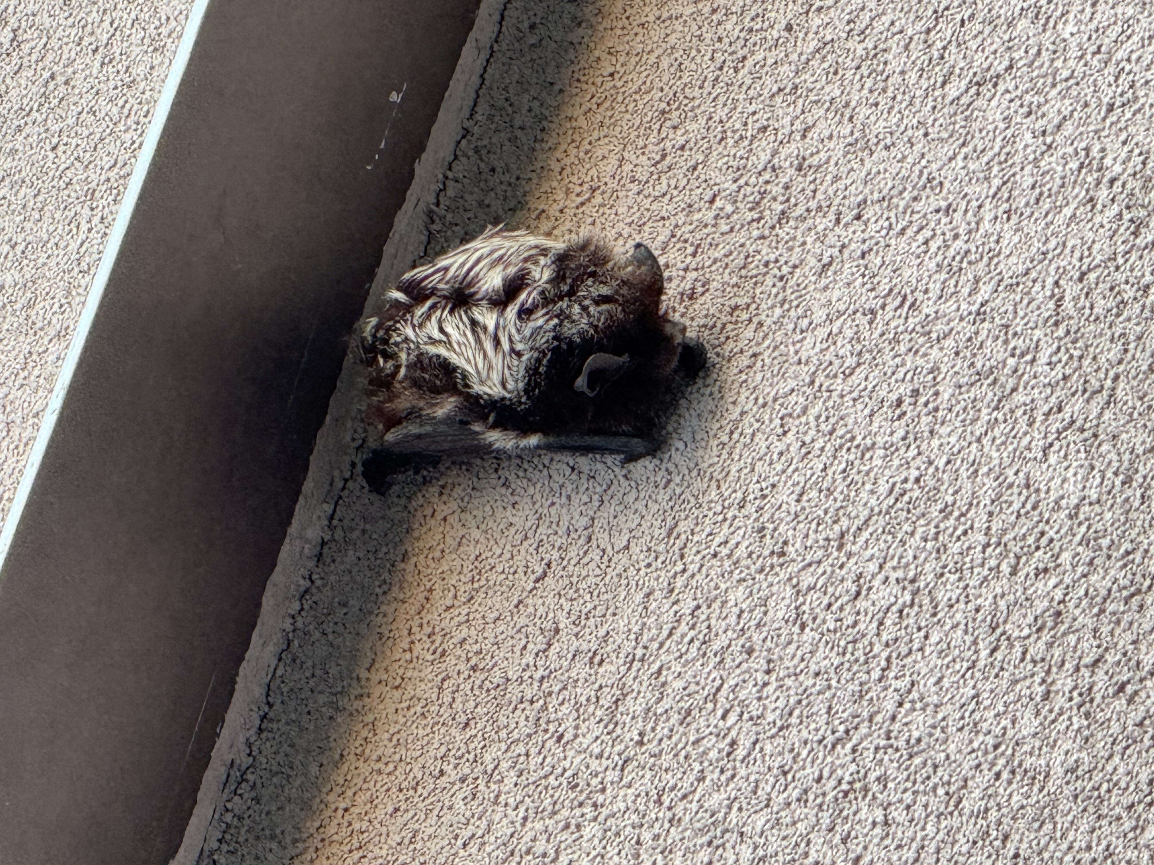 Bats are on the move and might be found roosting out in the open for a few days.  This Silver-haired bat is likely migrating. Bats are protected under the BC Wildlife Act and it’s important to leave them alone.  Photo by B. Mehl.